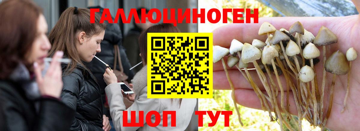 Псилоцибиновые грибы прущие грибы Санкт-Петербург